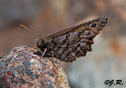 Oeneis macounii 